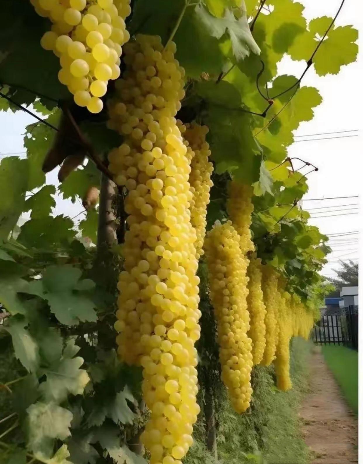 这是在葡萄园子里看到的景象,长长的一串串的葡萄,从葡萄架子快要到