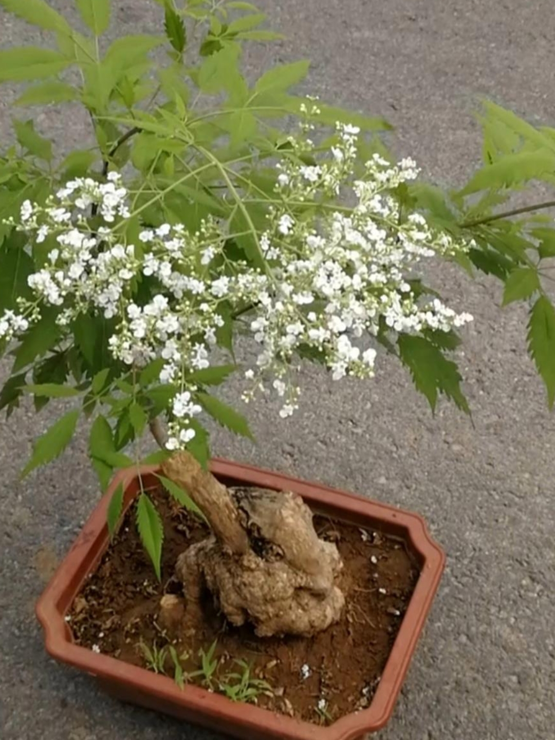 荆花荣茂图片