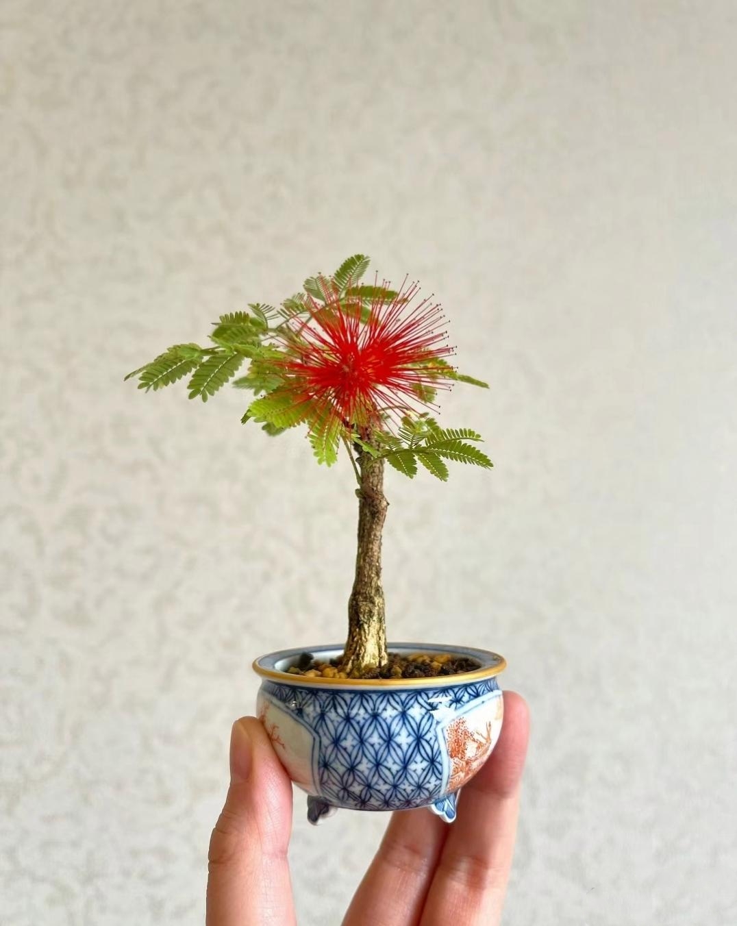 盆景,青花瓷的盃盂,栽种了一棵小树,开出了美丽的小红花,放在手掌上