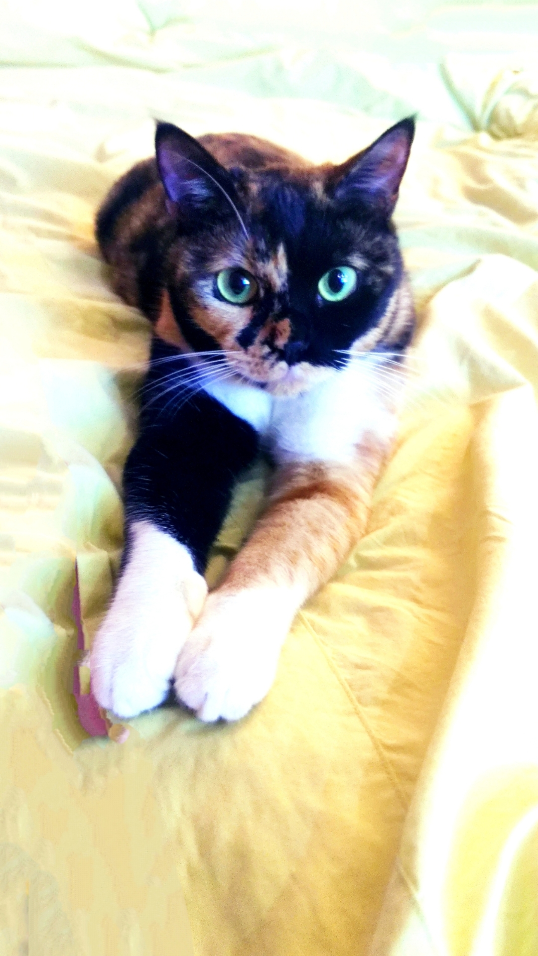 黄绿色的瞳孔,亮亮的眼睛,小包子脸,独一无二的毛色,就是我家玳瑁妹妹