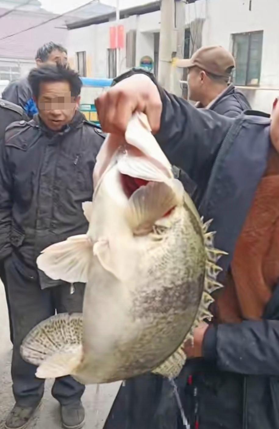 邻居在河里抓到的,鱼背带刺,这是什么鱼啊?