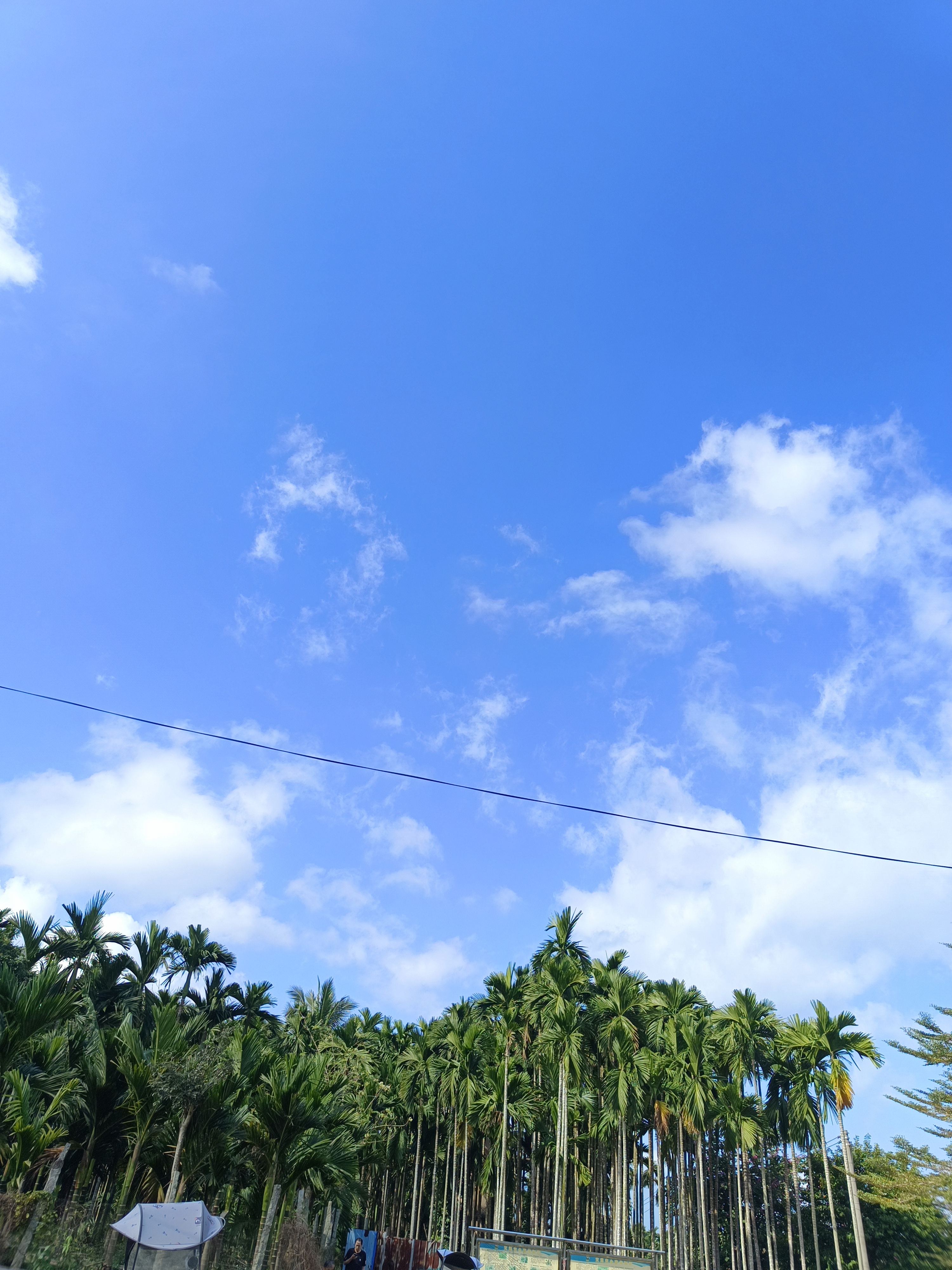 这里的大树高耸入云,仿佛是守护大地的勇士.