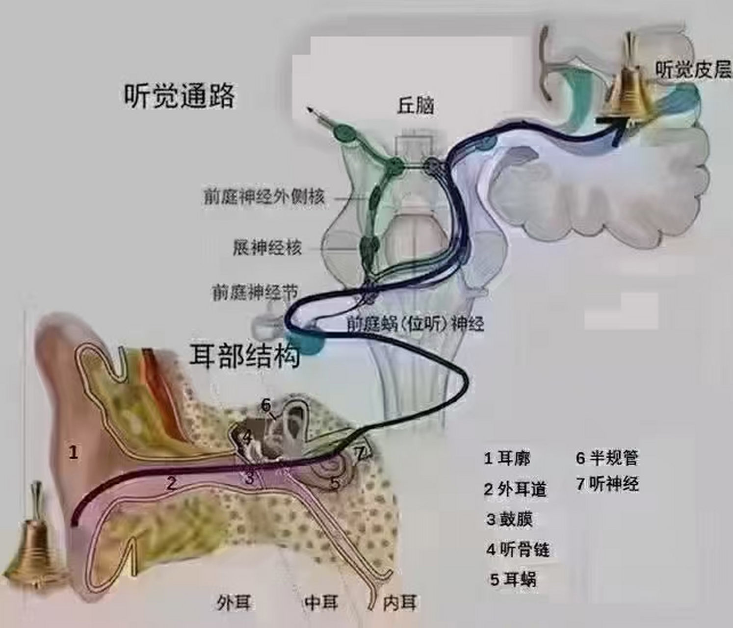 解决耳朵进水三个小妙招 1,单脚跳━当耳朵进水的时候把头侧向进水