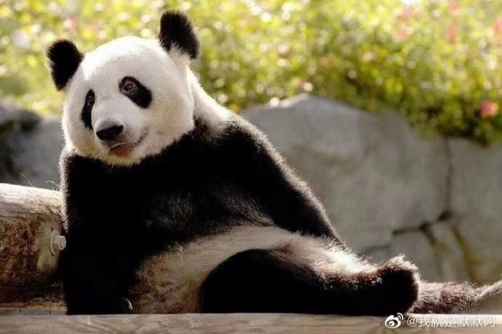 前不久,中国的美国大熊猫"乐乐"去世,让很多网友都很伤心,大熊猫是