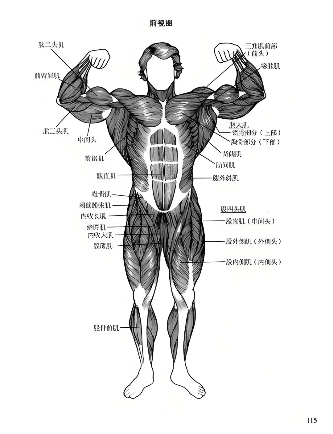 人体肌肉密码 这张图简直是我健身路上的宝藏地图