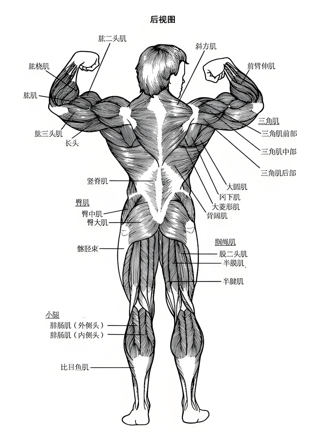 背部肌肉群图解图片