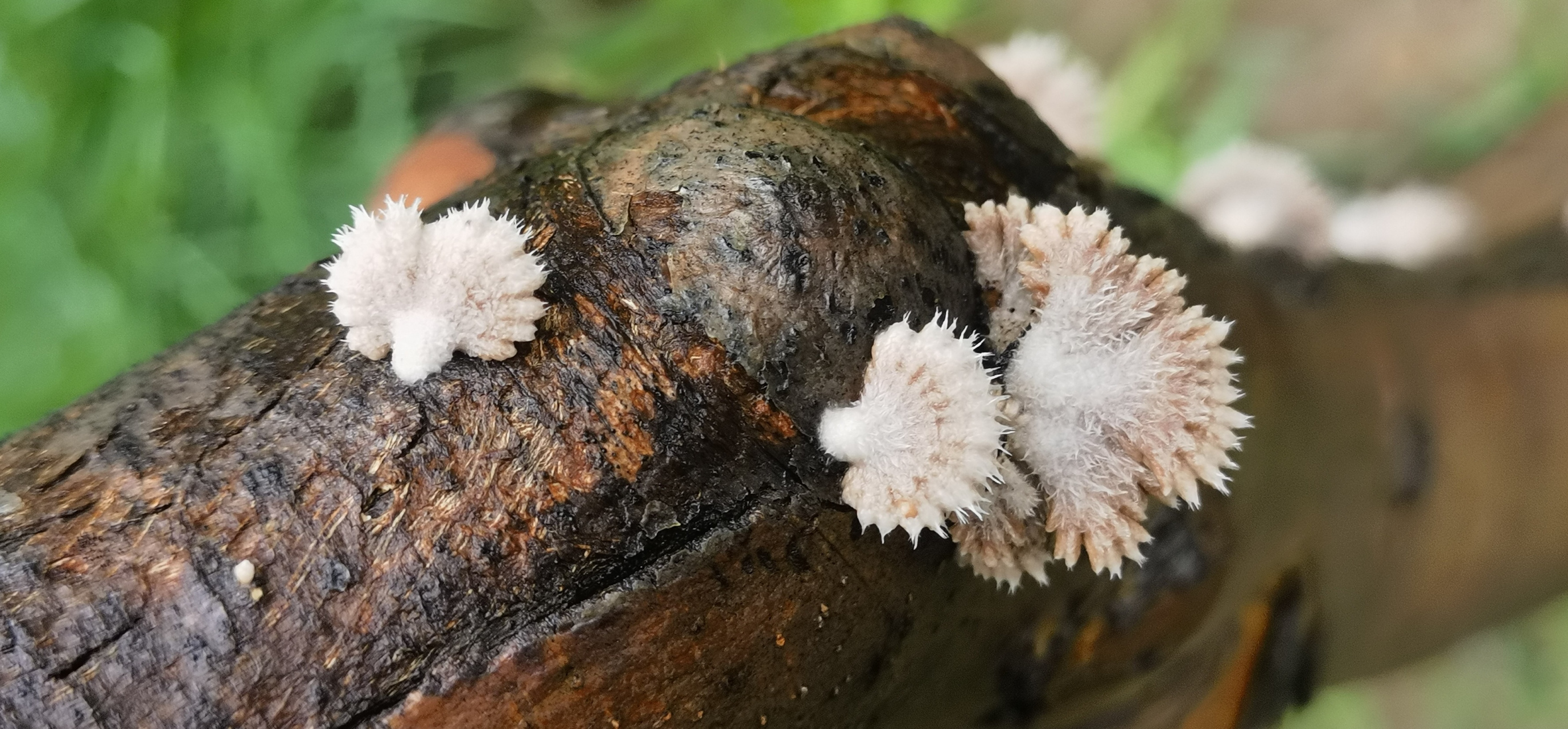 树生白如玉 菌子美无双 "裂褶菌"