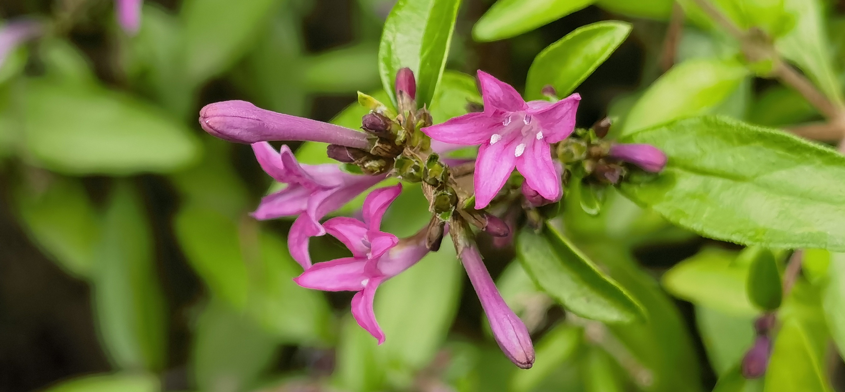 枝叶茂盛 植株优美 花朵清秀 姹紫嫣红 —薄皮木