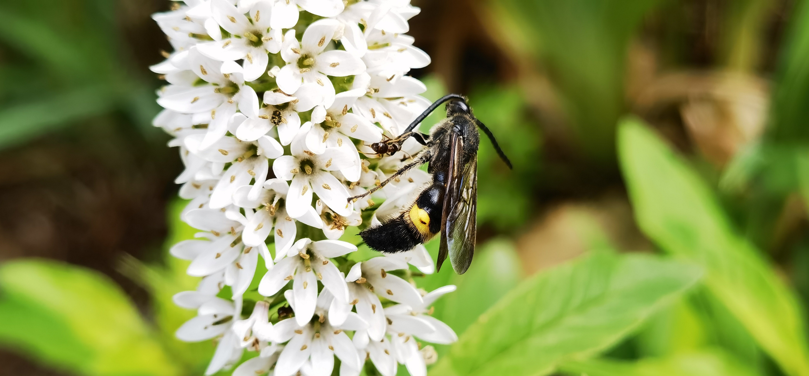 穿花蜂蝶翩翩舞 自在虫儿声声鸣