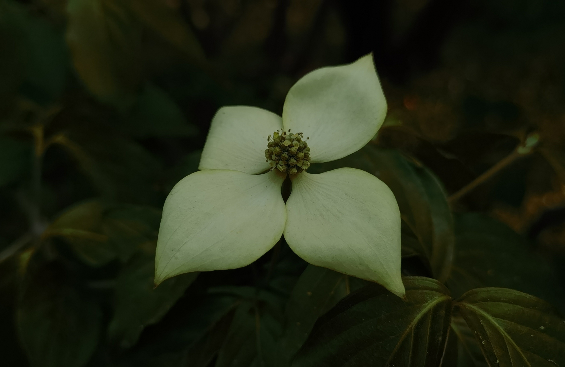 四照花唯美图片