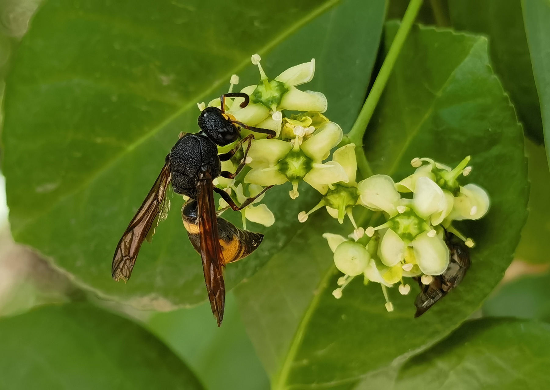 日长篱落无人过 唯有蜂蚁虫儿飞