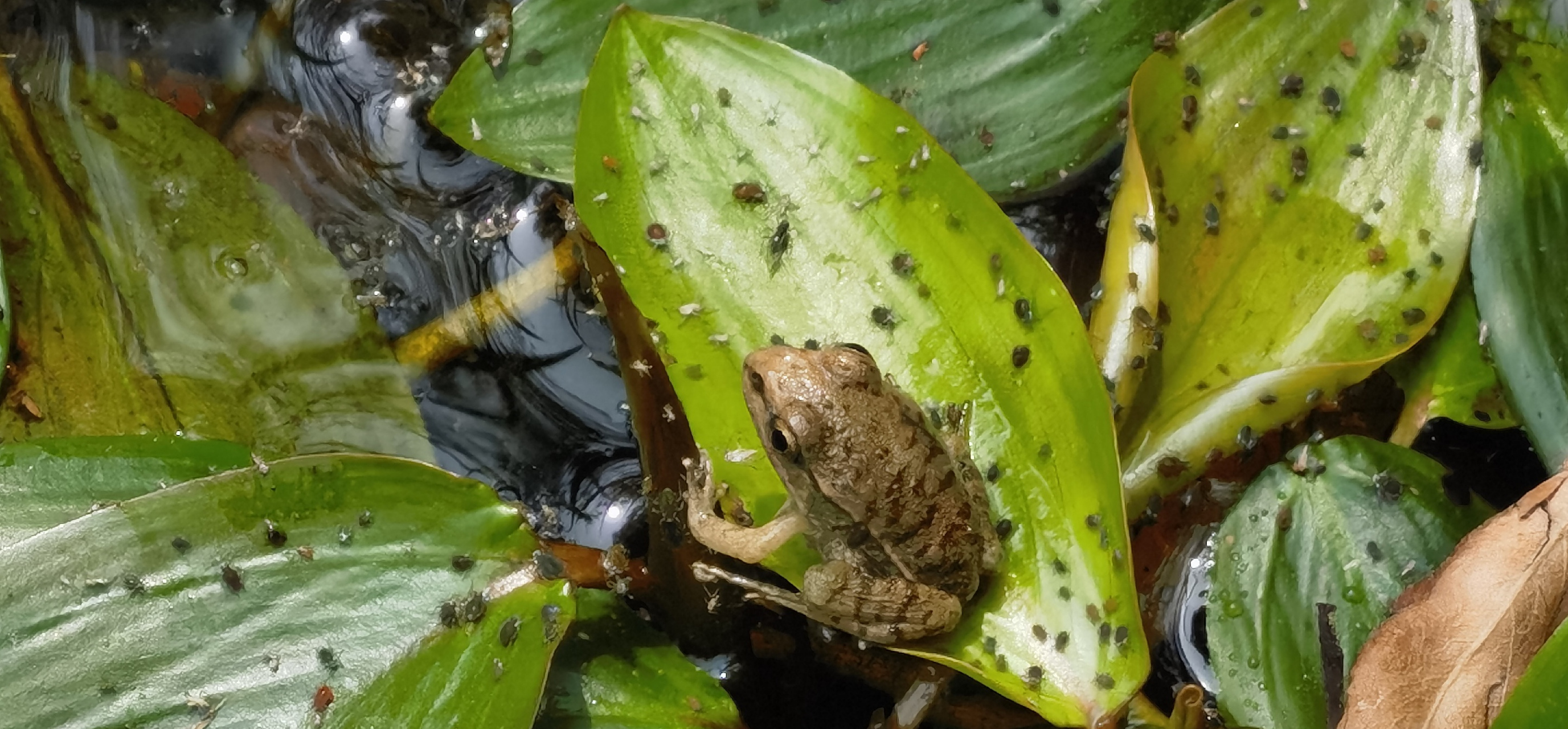 黄梅时节家家雨,青草池塘处处蛙.