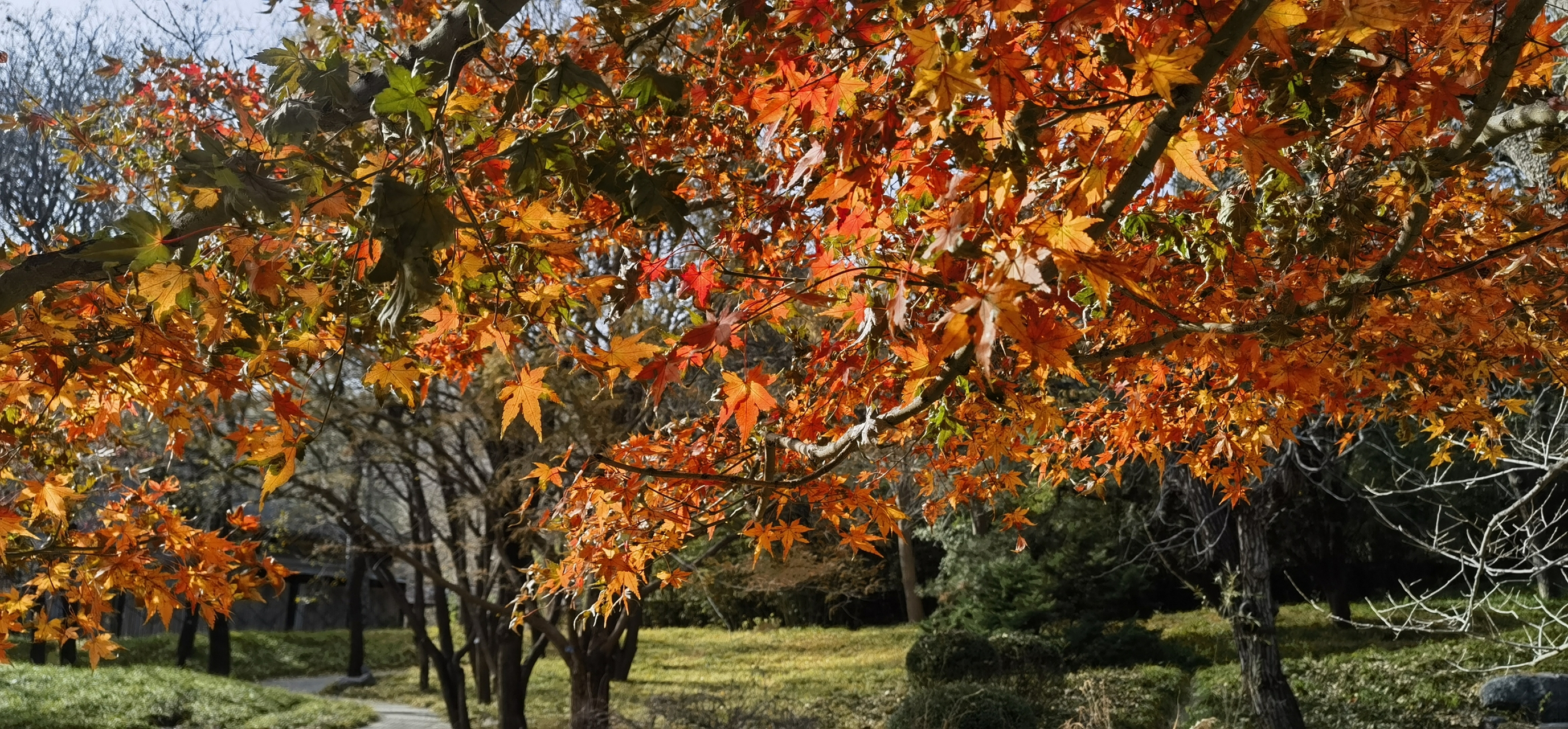 枝上霜枫叶叶红 不堪摇落又西风