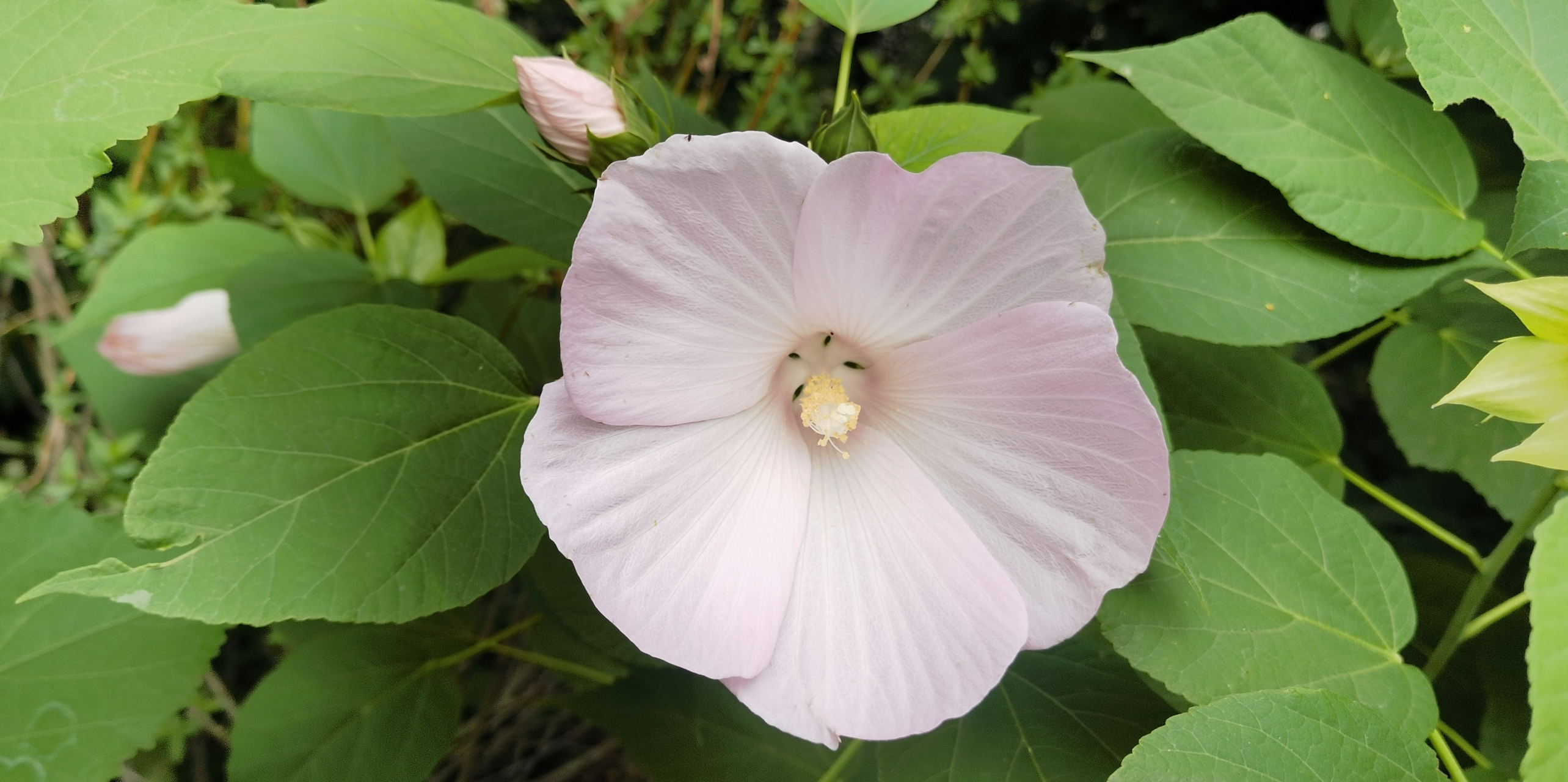 月瓣团栾剪赭罗,长条排蕊缀鸣珂.倾阳一点丹心在,承得中天玉露多.