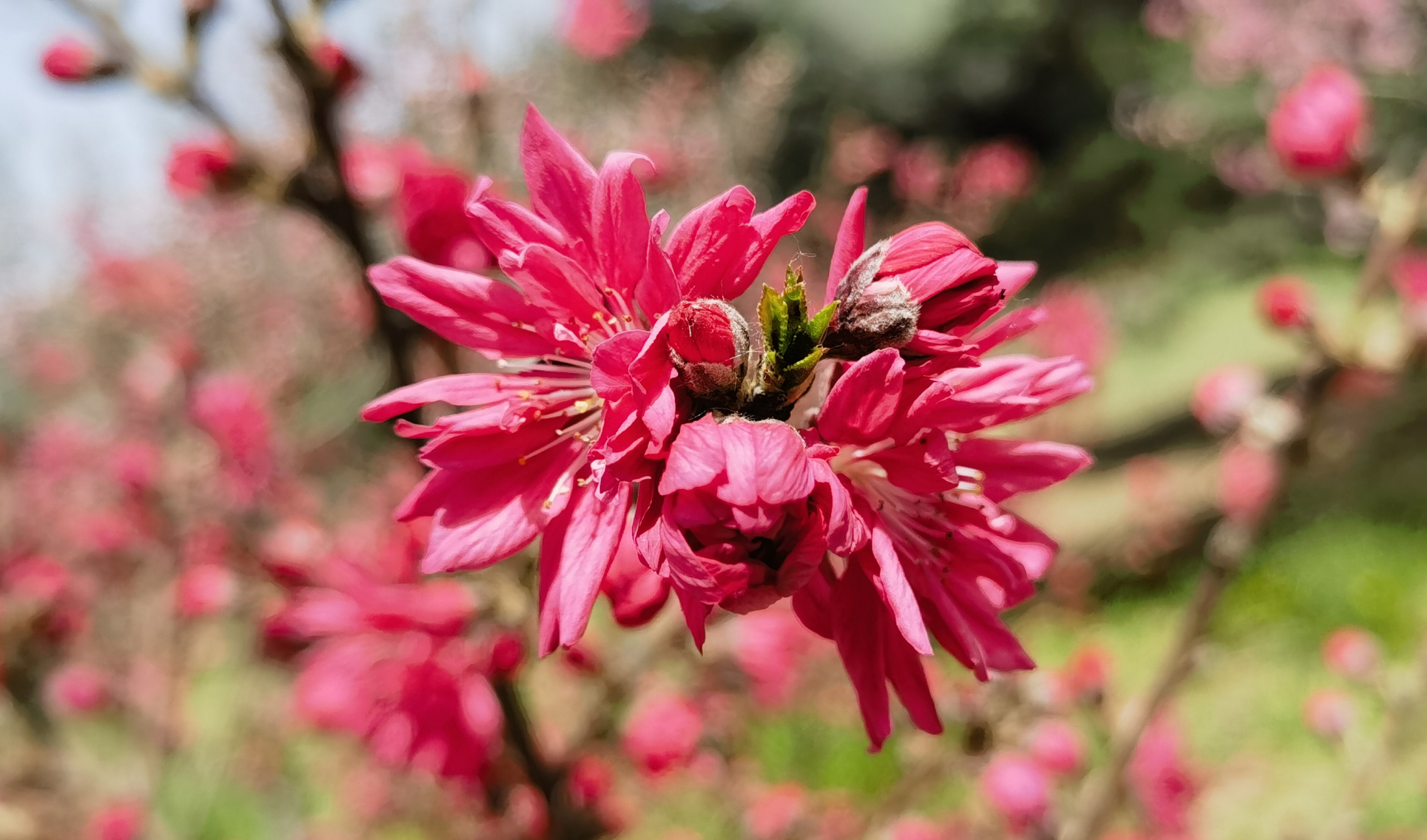 菊花桃简介图片