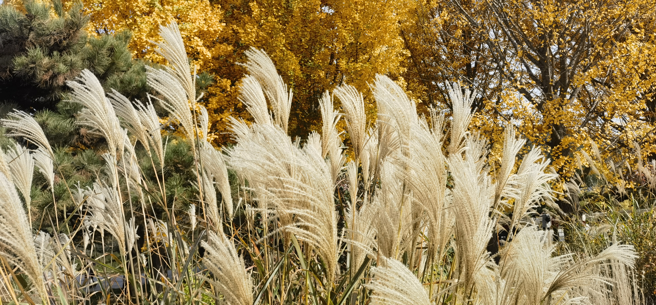 川原寒色静 芦花随风鸣