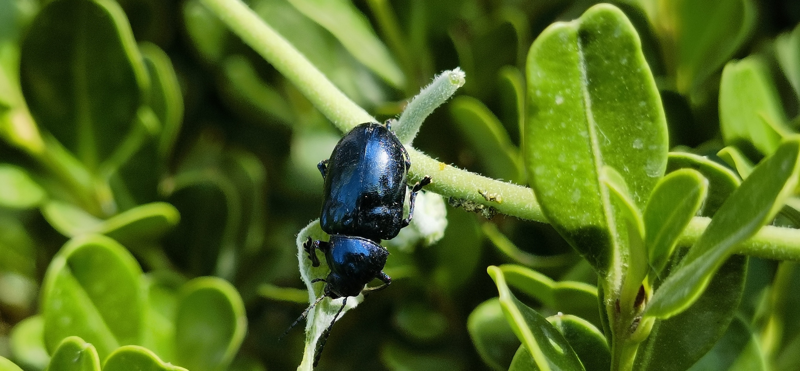 昆虫记—金龟子