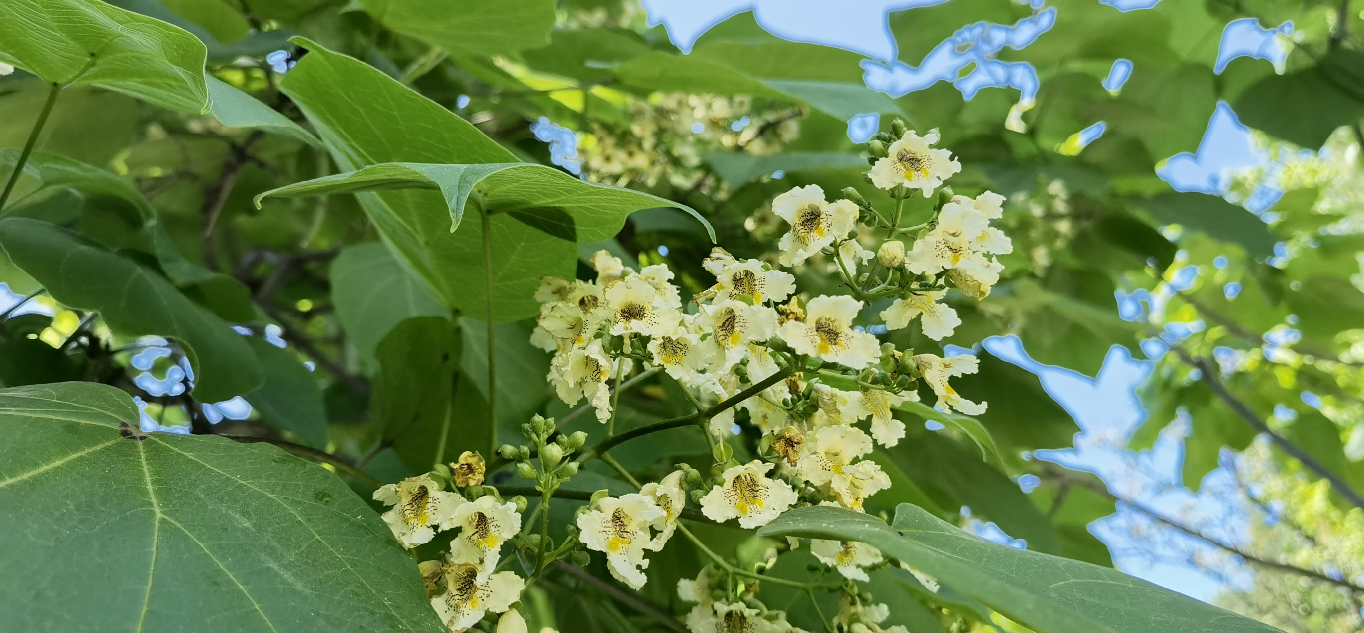 墙阴一径游人少 开遍年年梓树花