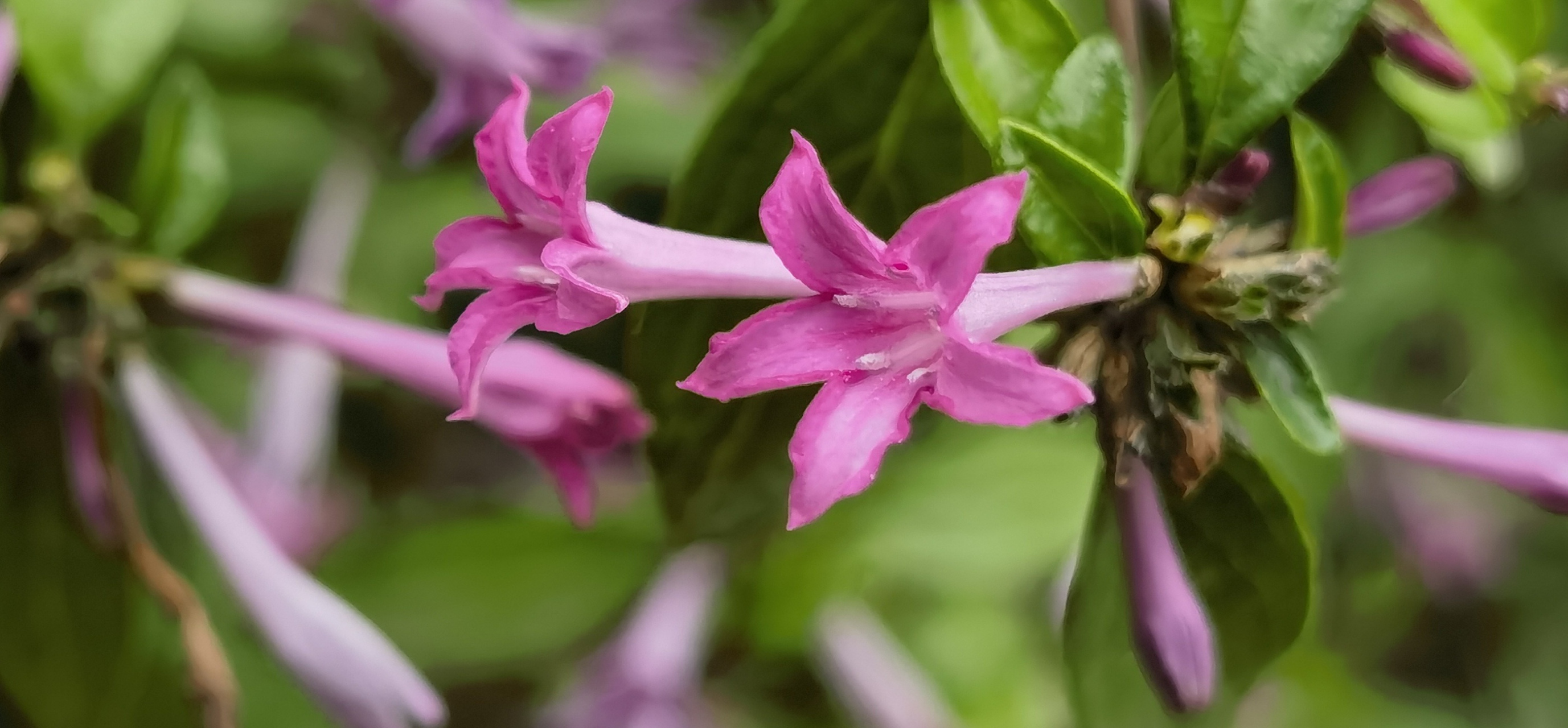 枝叶茂盛 植株优美 花朵清秀 姹紫嫣红 —薄皮木