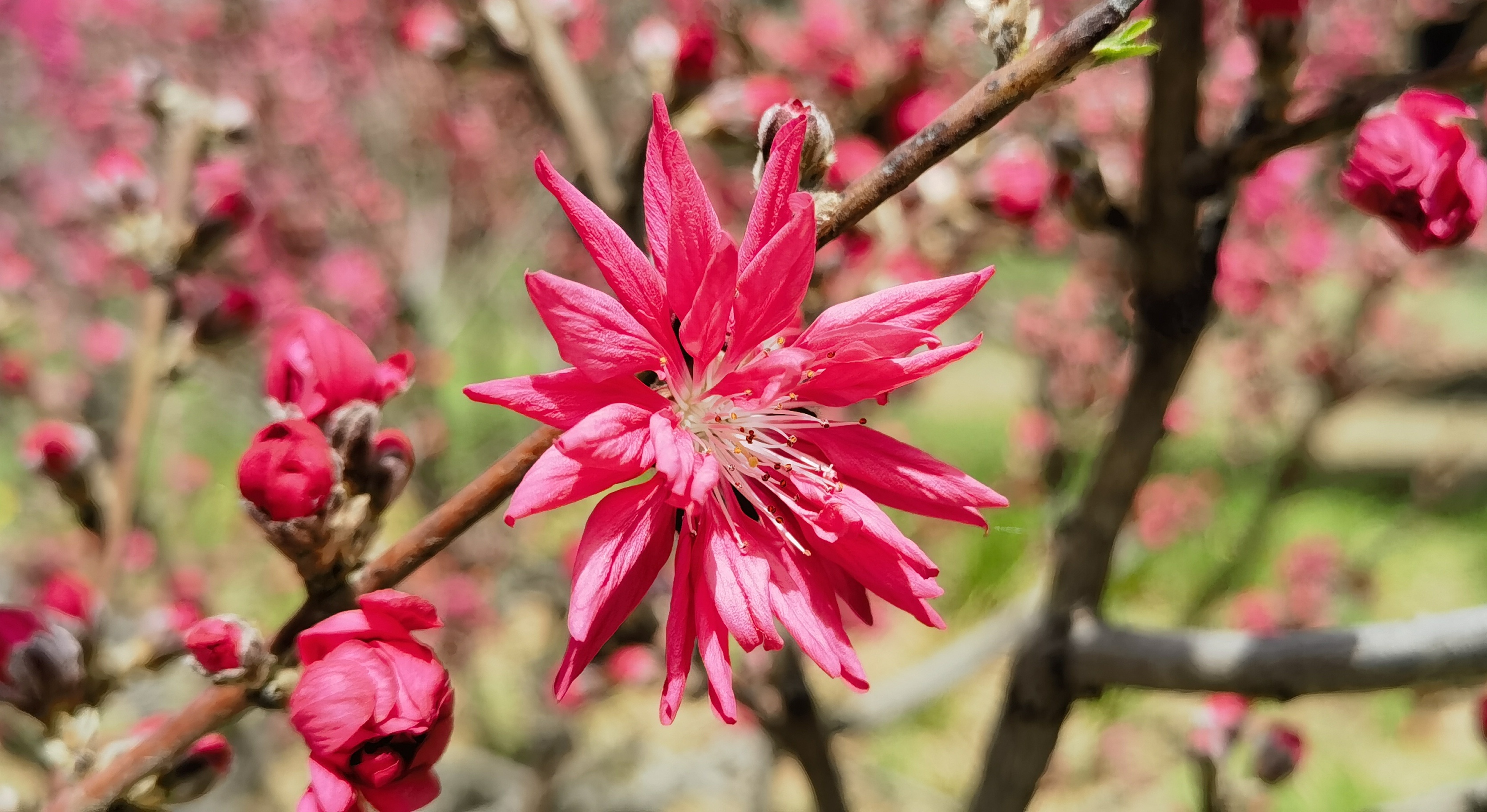 满树和娇烂漫红,万枝丹彩灼春融."菊花桃"