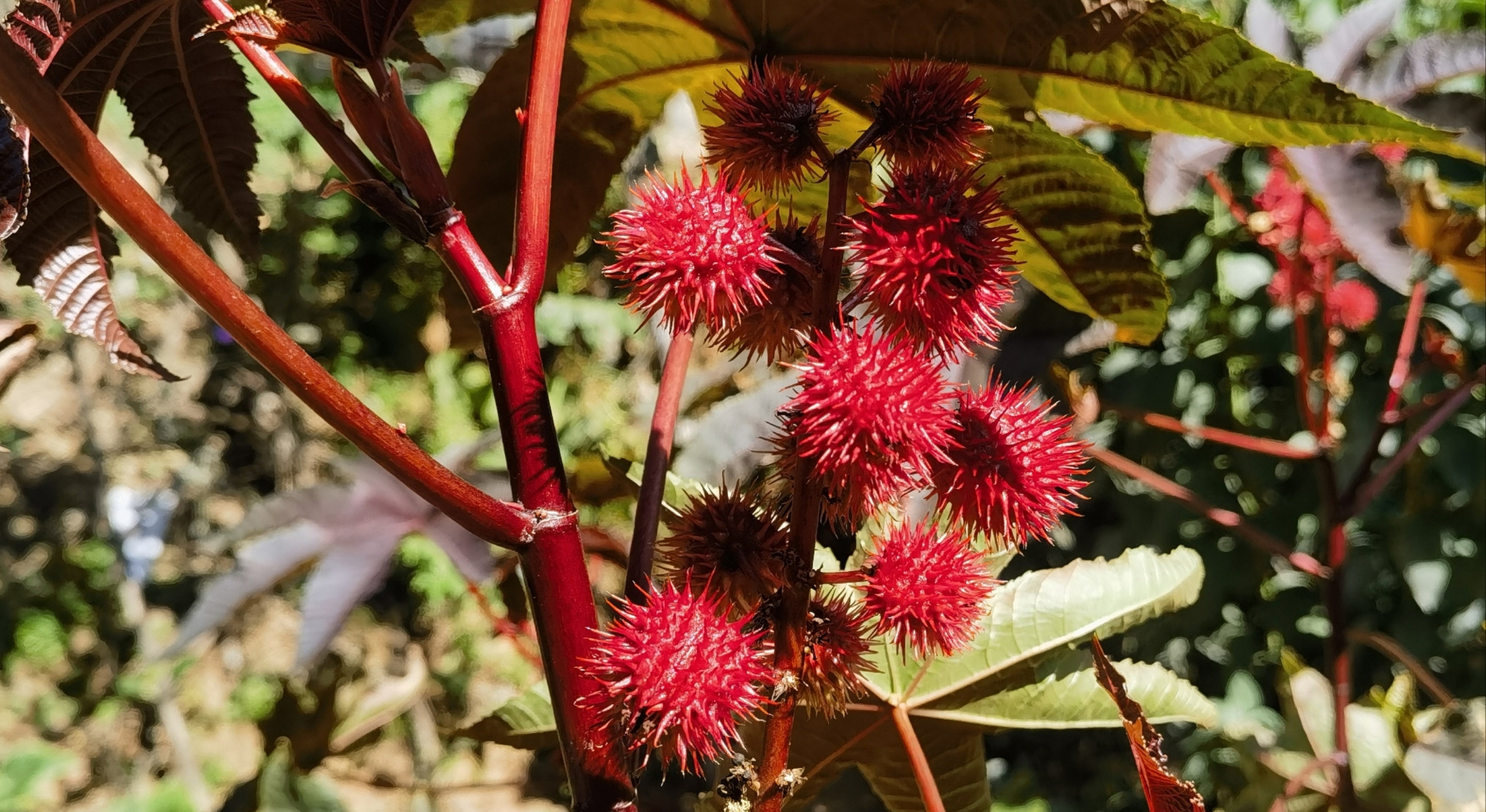 大蓖麻子花的图片图片