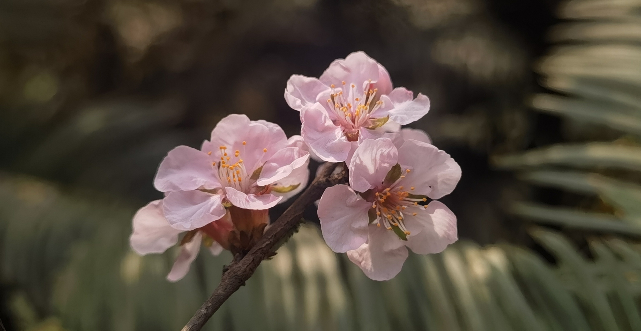 山花无数开 路人争看来 —毛樱桃花94