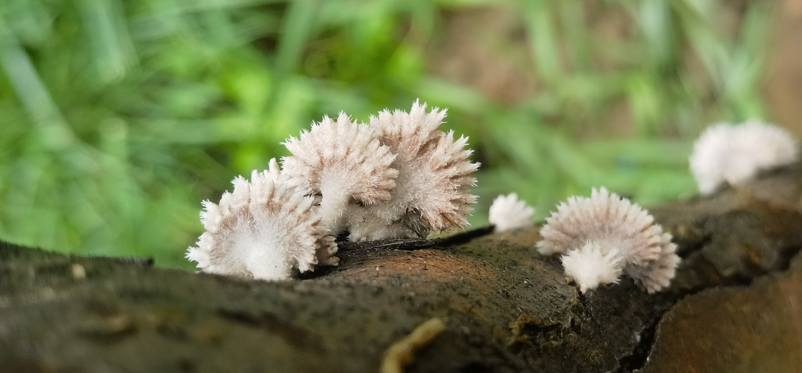 树生白如玉 菌子美无双 "裂褶菌"