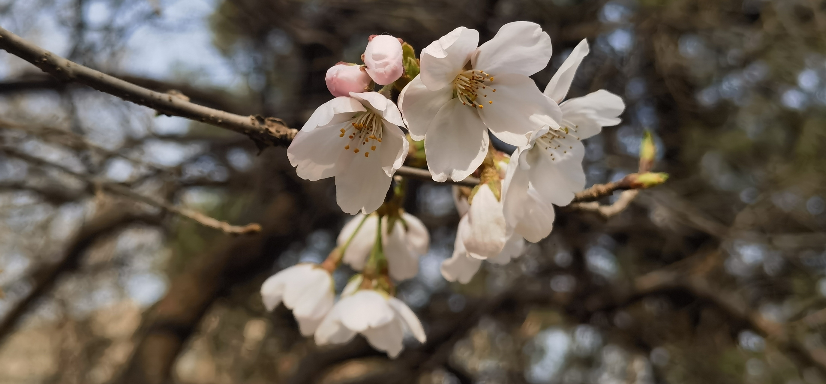 春深未必得花迟 处处山樱花压枝 —樱花
