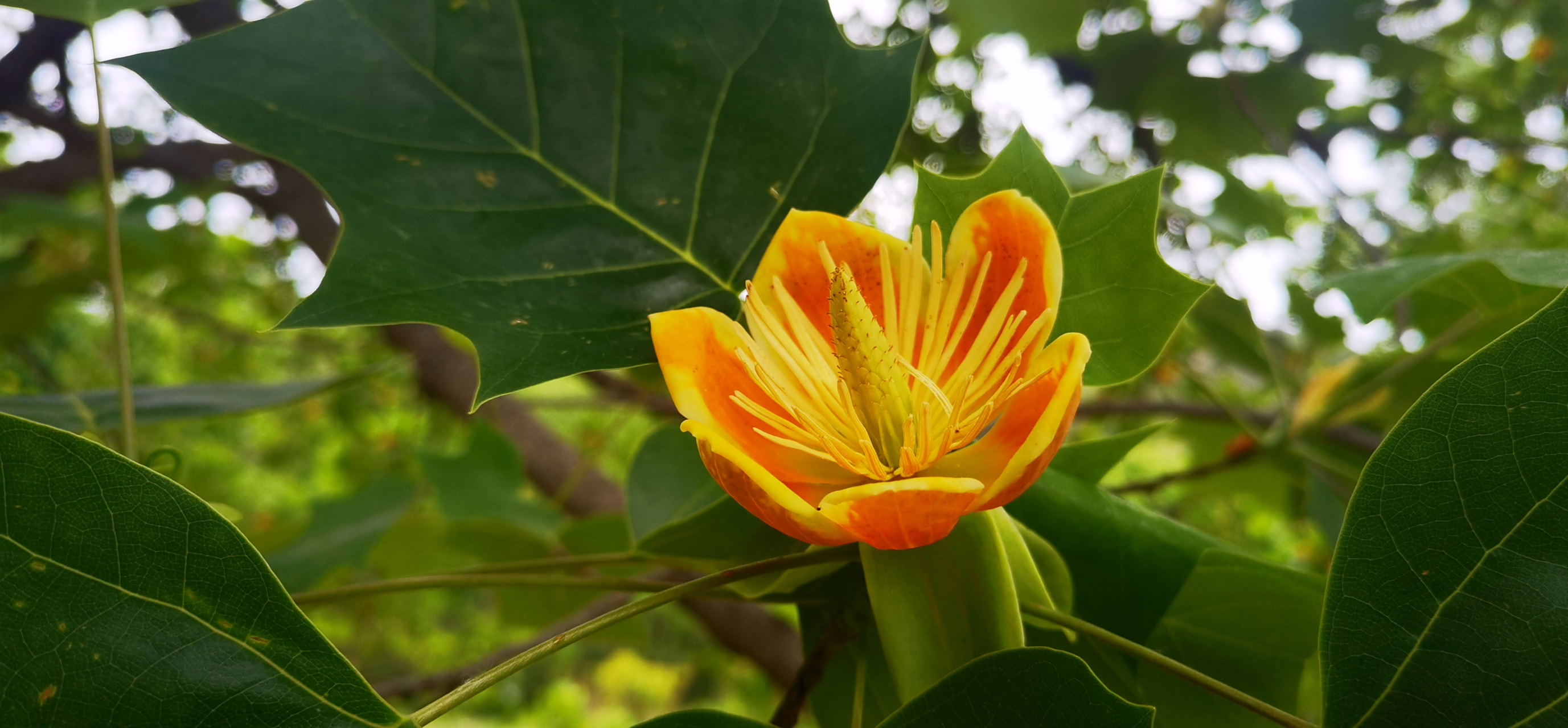 蜜塑蜡凝花如盏 飒爽英姿马褂木—鹅掌楸