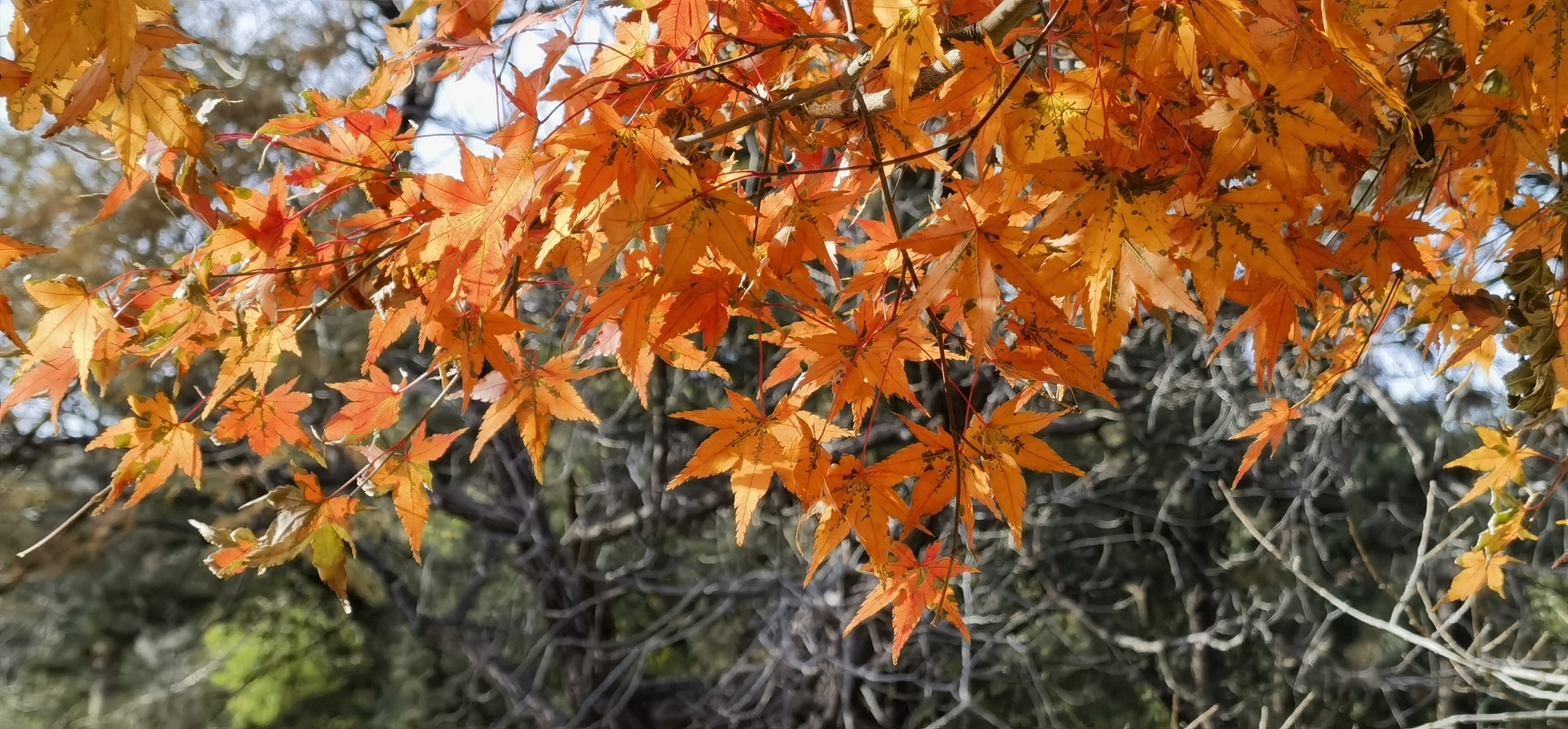 枝上霜枫叶叶红 不堪摇落又西风