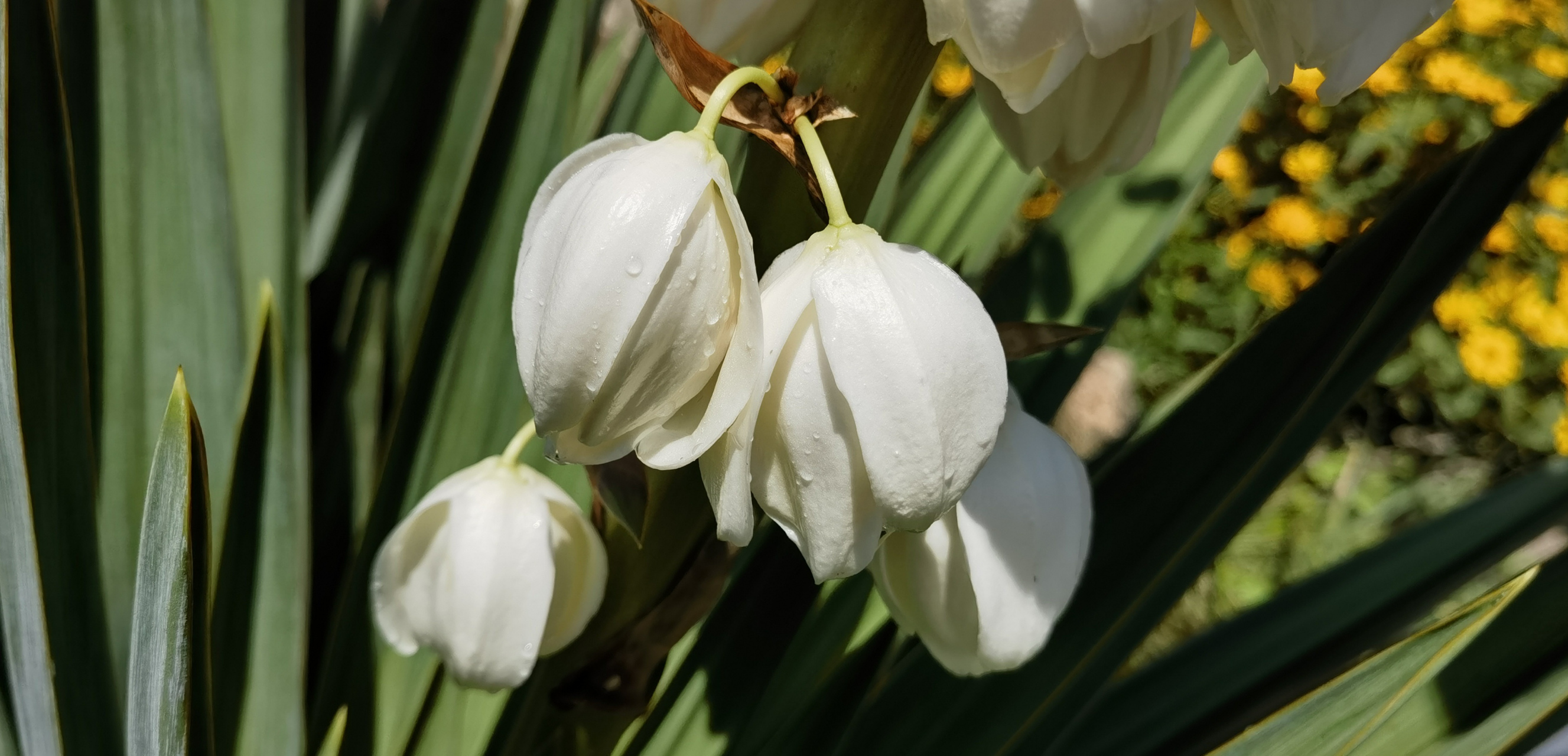 皎皎丝兰花,不受缁尘垢.莫漫比辛夷,白贲谁能偶.