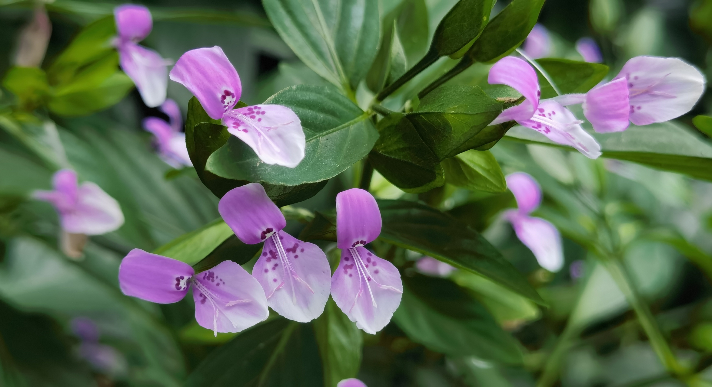 秋风舞劲草 雷霆传威名 "九头狮子草"