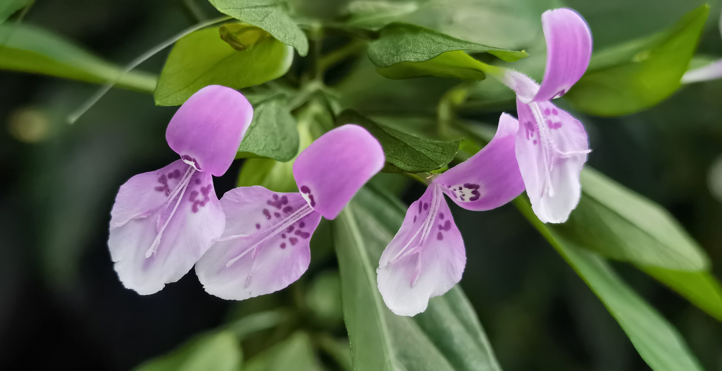 秋风舞劲草 雷霆传威名 "九头狮子草"