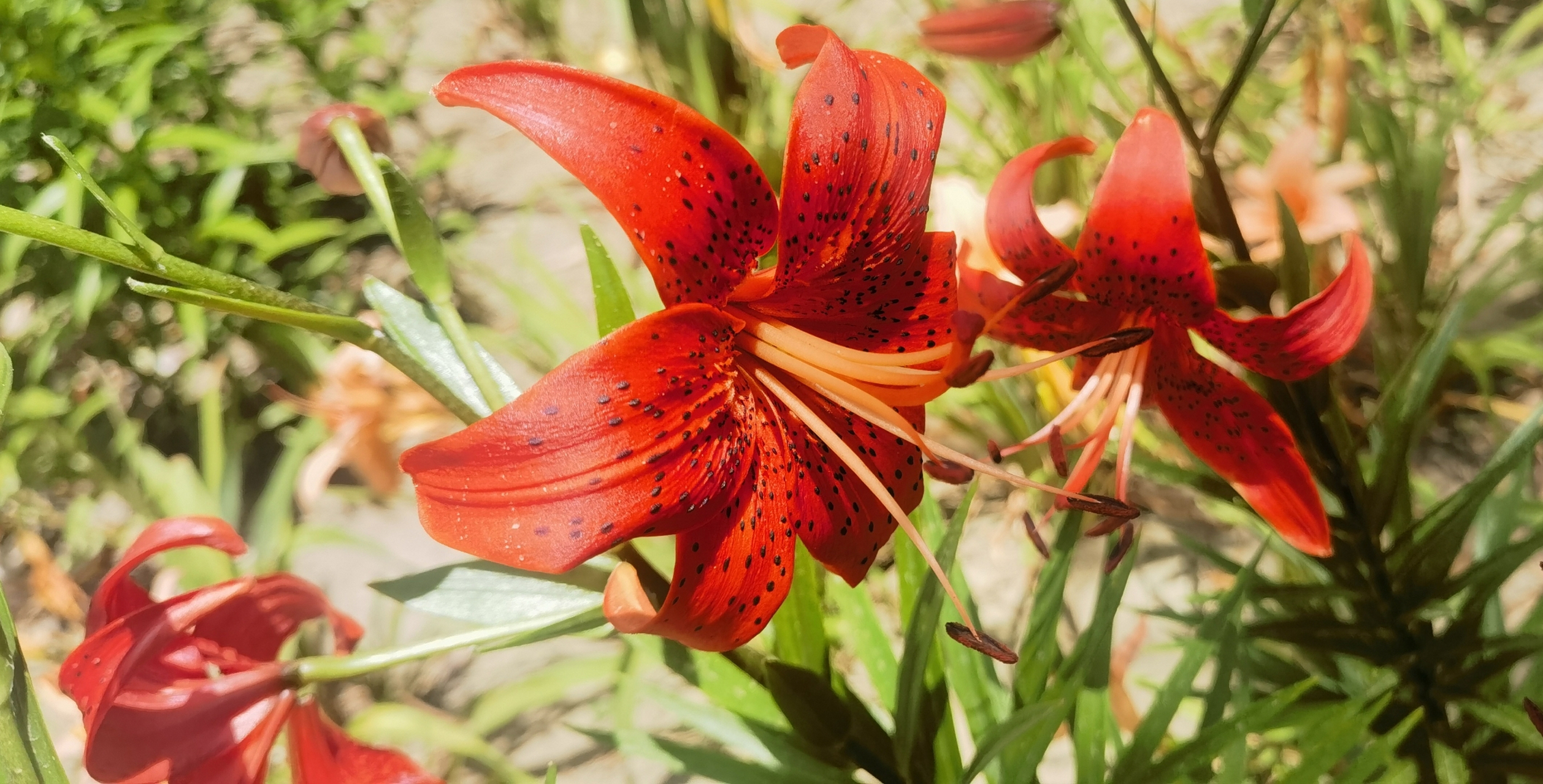 山丹丹开花红艳艳