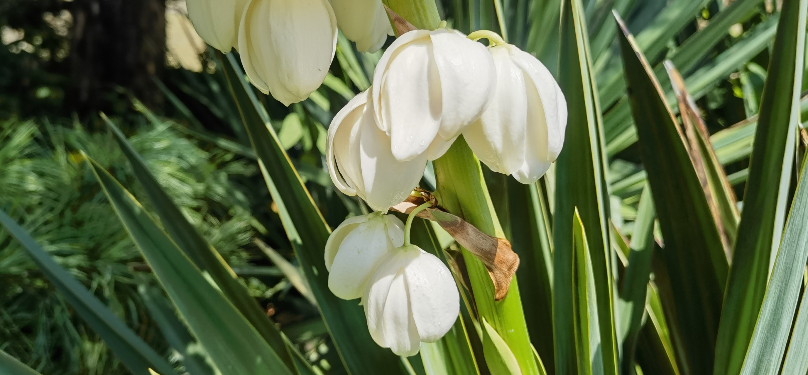 皎皎丝兰花,不受缁尘垢.莫漫比辛夷,白贲谁能偶.