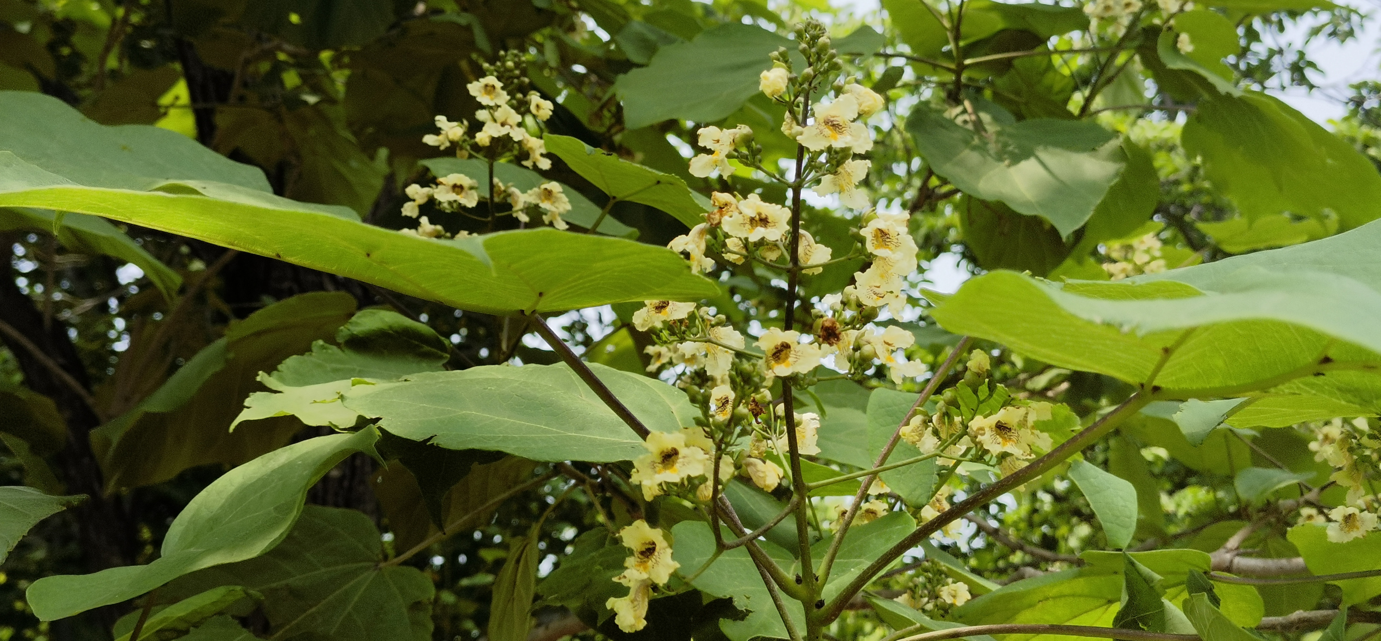 墙阴一径游人少 开遍年年梓树花