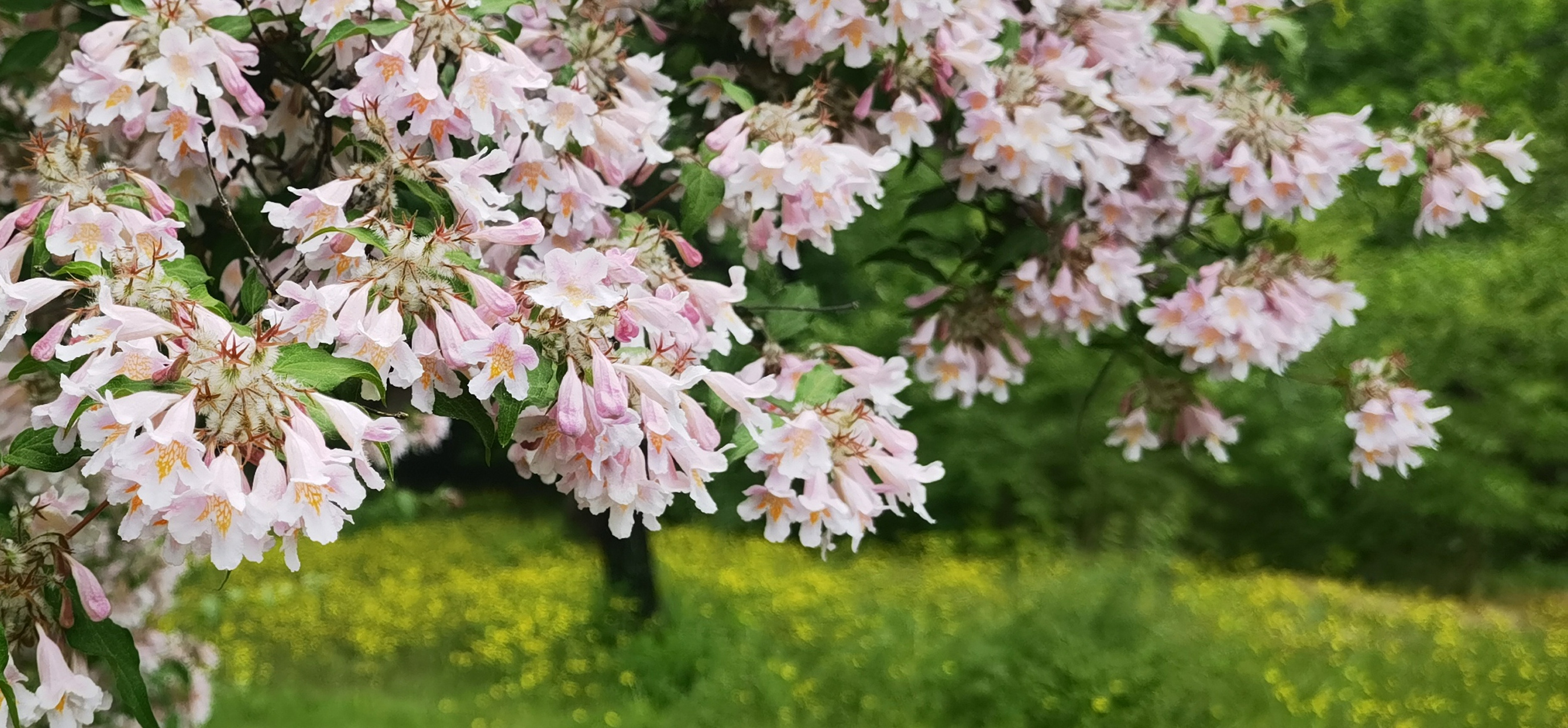 娇艳猬实花满蹊,千朵万朵压枝低.