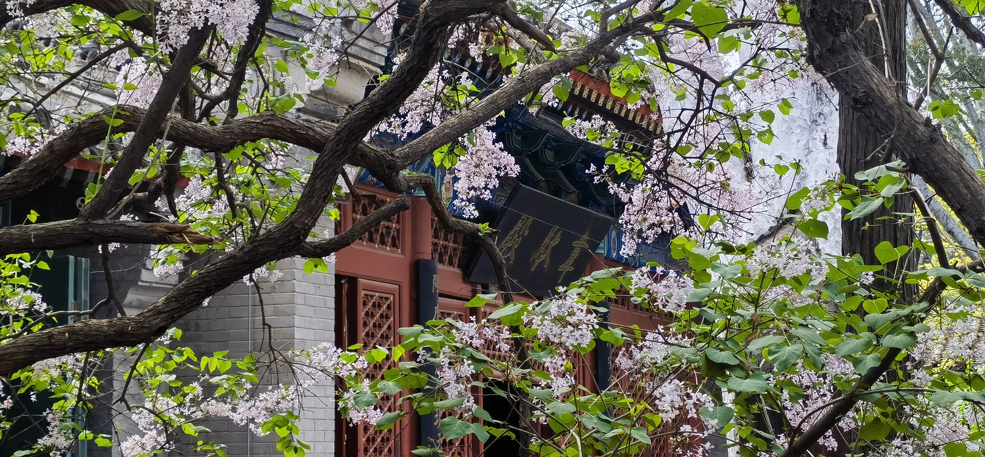 丁香树苗一棵价格