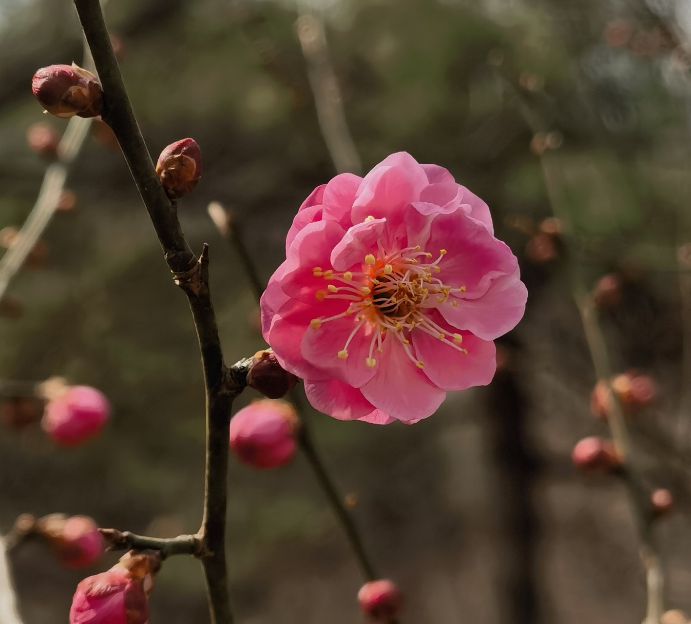 宫粉梅花图片大全图片