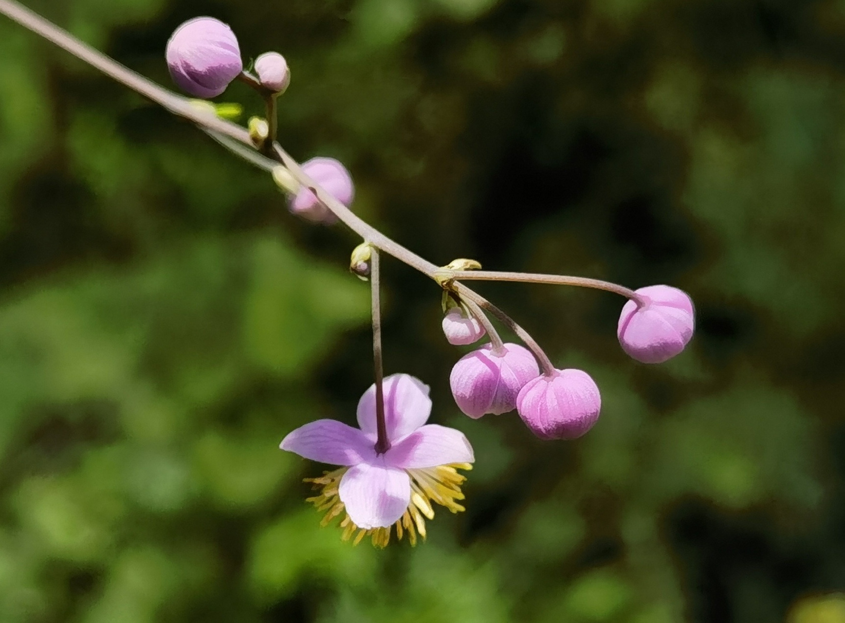 晴日暖风生麦气 绿阴幽草胜花时 "偏翅唐松草"