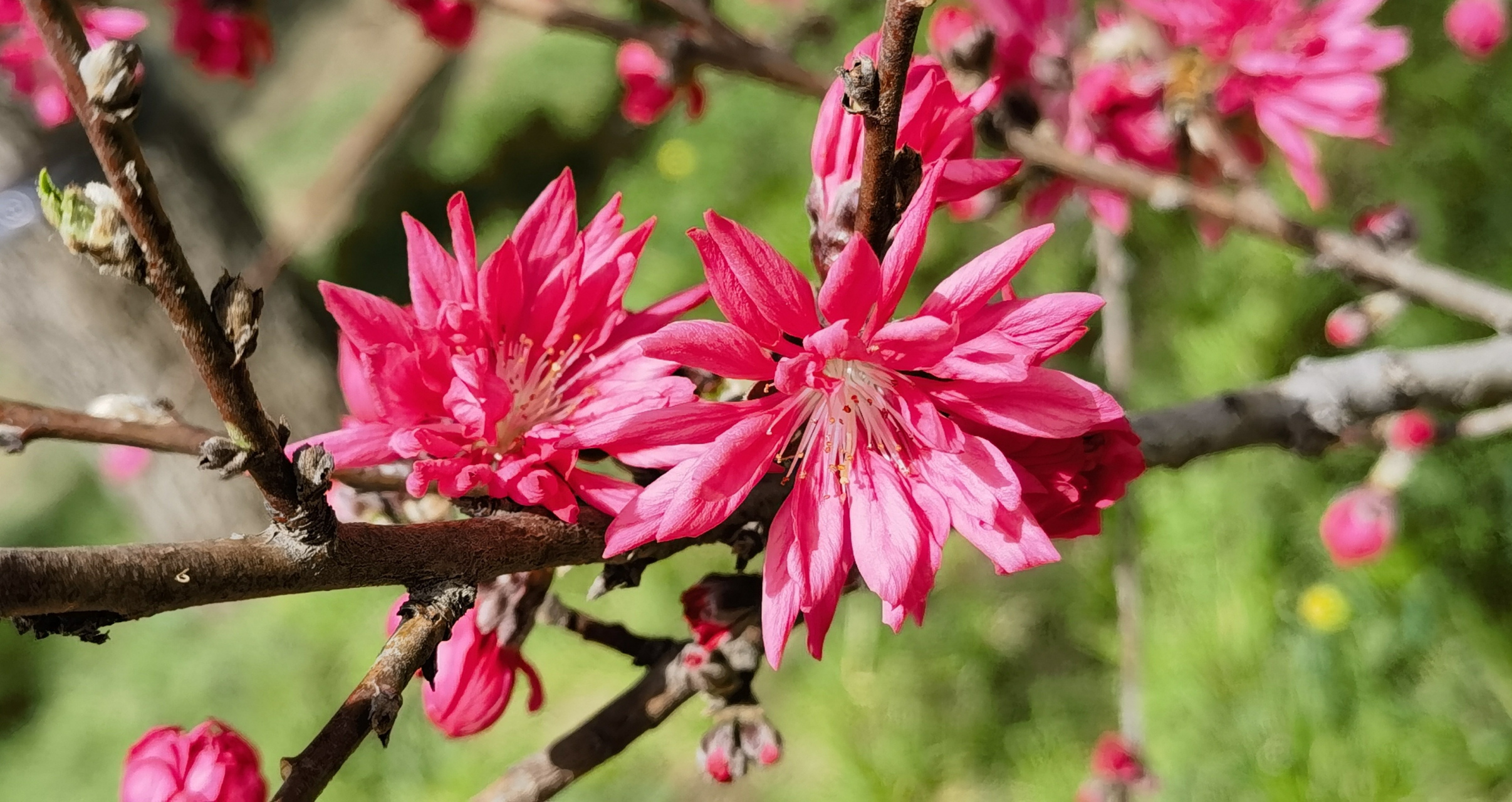 菊花桃简介图片