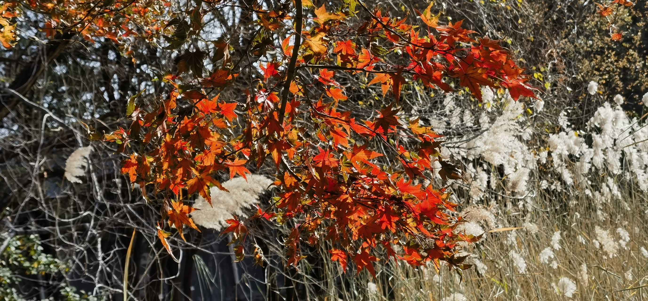 枝上霜枫叶叶红 不堪摇落又西风