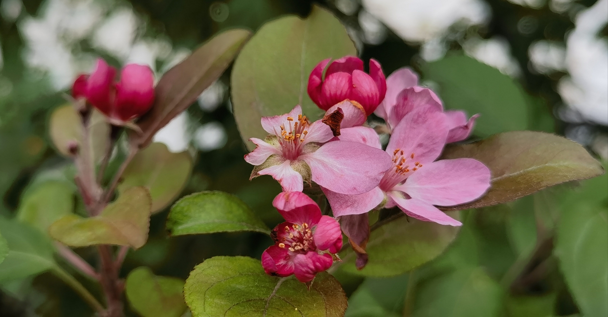 紅妝翠袖一番新 春花又佔得秋芬