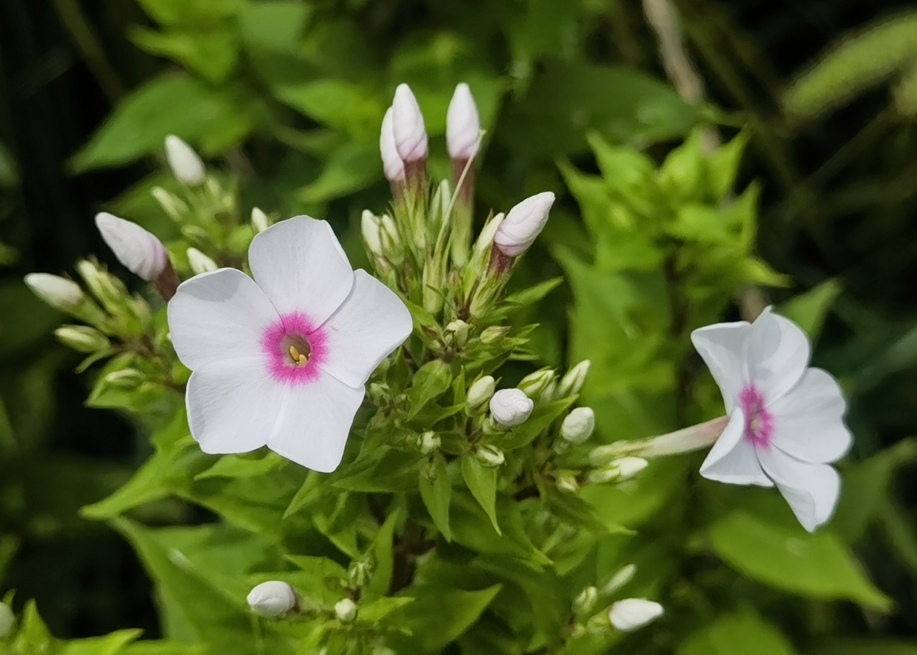 高枝带雨压雕栏 一蒂千花白玉团 "天蓝绣球"