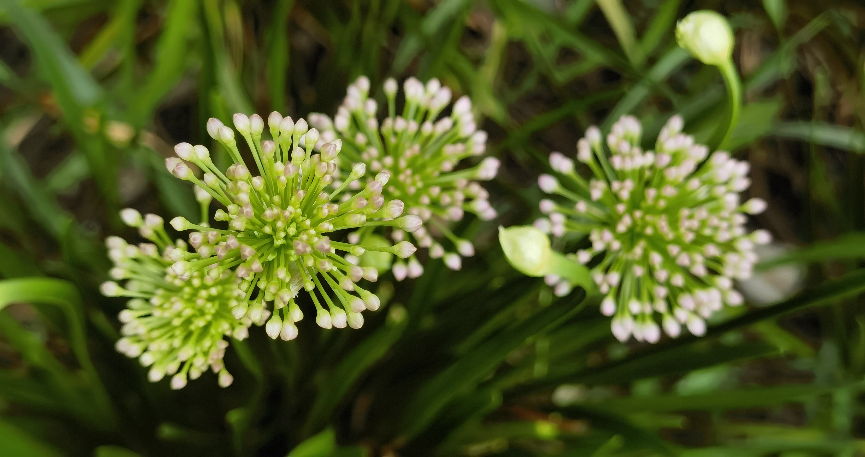 苔痕上阶绿 草色入帘青"山韭菜"