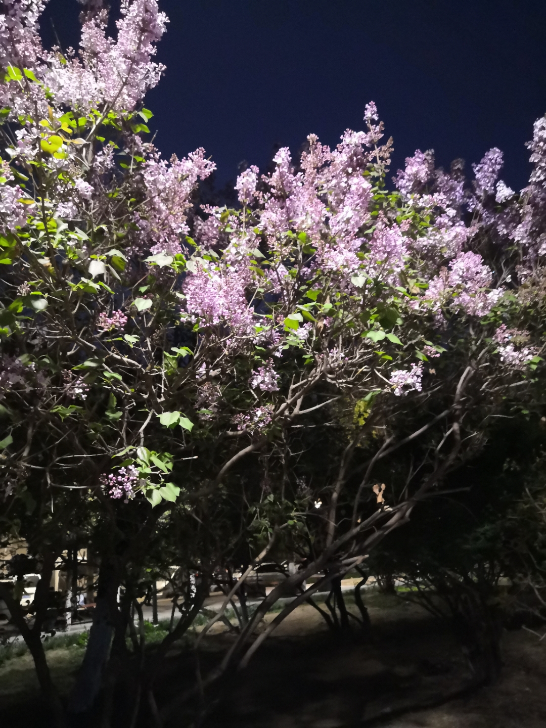 夜晚的丁香花,紫色花瓣在月光下轻轻摇曳,仿佛在低语.