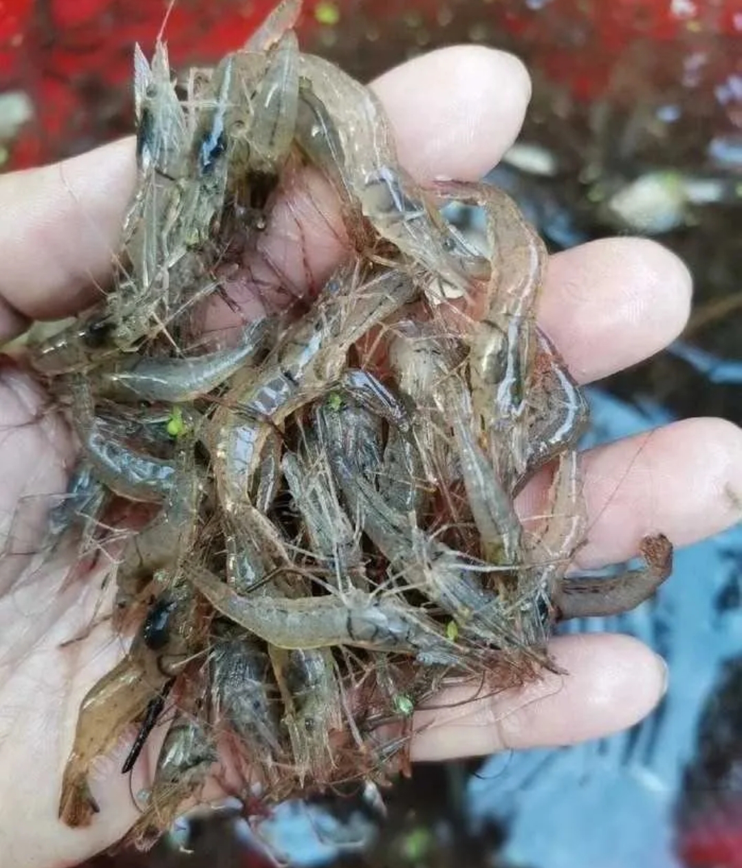 苏州吴江区的一个村庄里最近出现了一件令人惊讶的事情:河里的小虾米