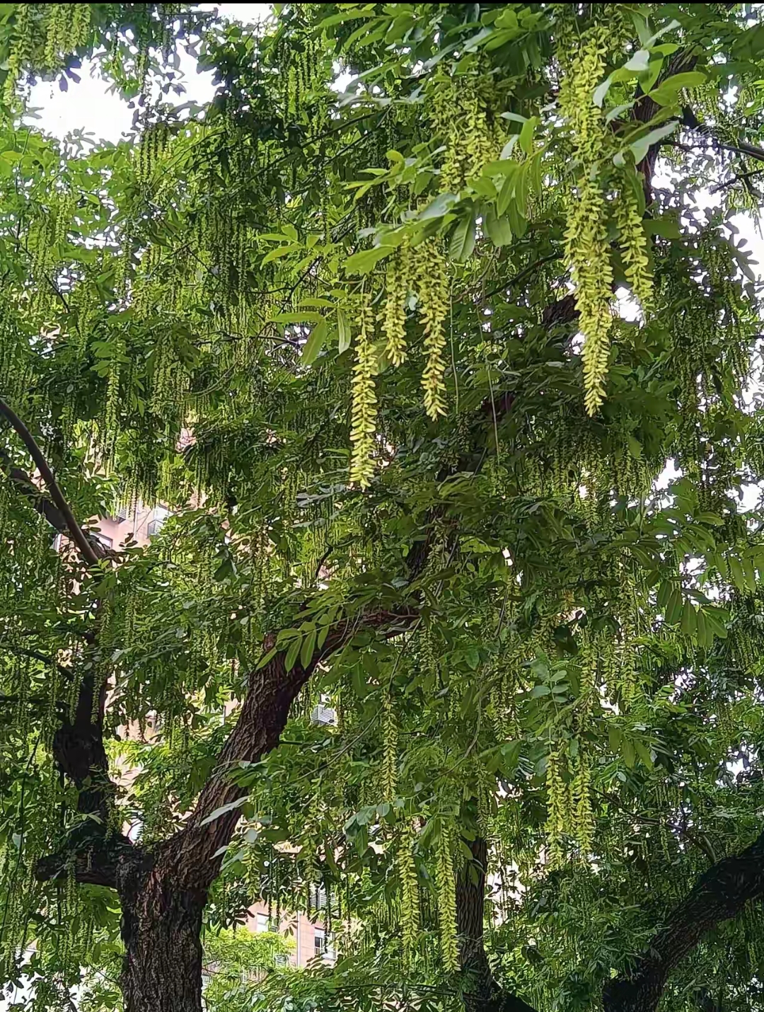 榆木树图片高清大图图片