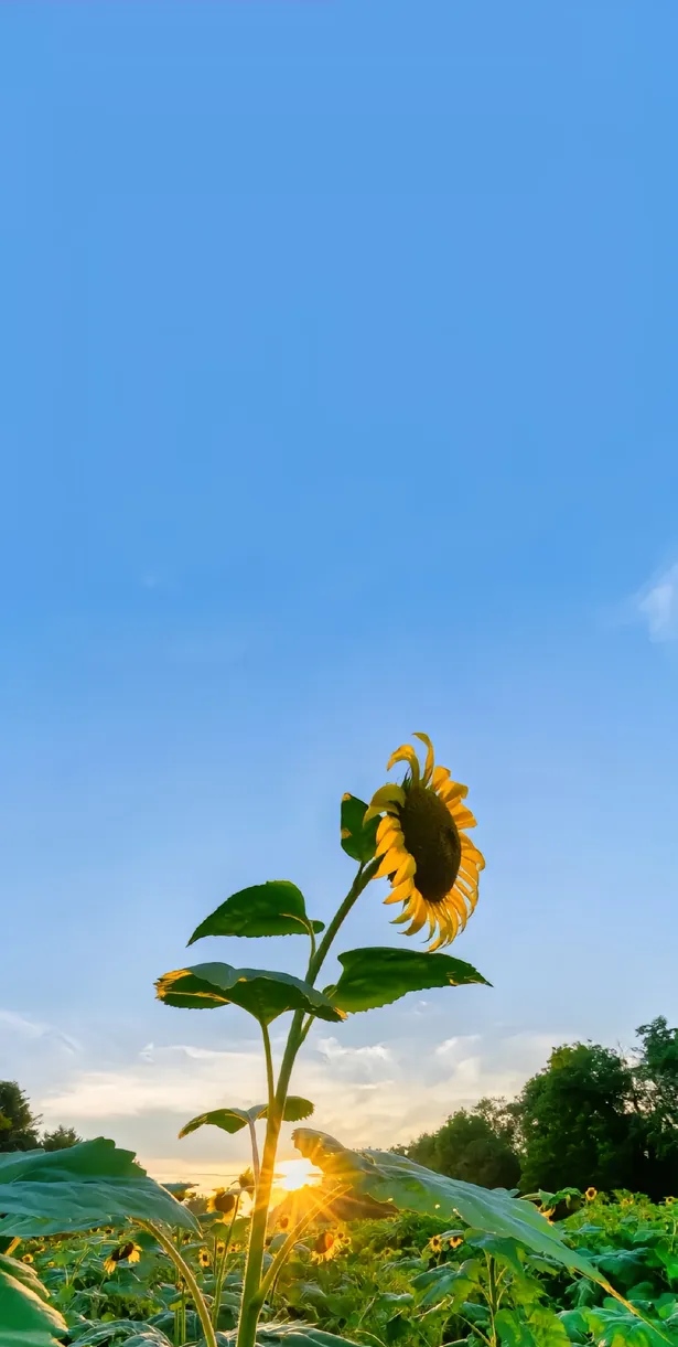 宁愿像个孩子,不肯看太多的事,听太多的不是,单纯一辈子.