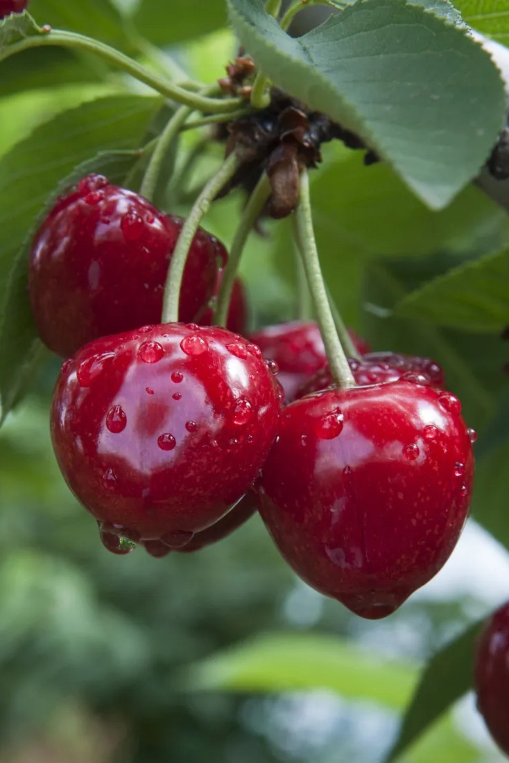 近日,洋樱桃在中国市场走下了神坛,贵族水果标签被一些理性的消费者